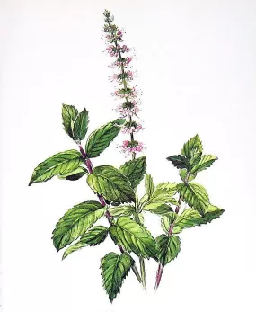 Spearmint Tea